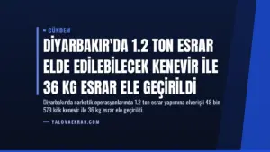 Diyarbakır’da 1.2 Ton Esrar Elde Edilebilecek Kenevir İle 36 Kg Esrar Ele Geçirildi