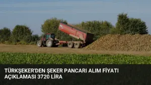 TÜRKŞEKER’DEN Şeker Pancarı Alım Fiyatı Açıklaması 3720 Lira